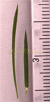  Leaves